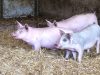 Les cochons de la ferme de Quélordan