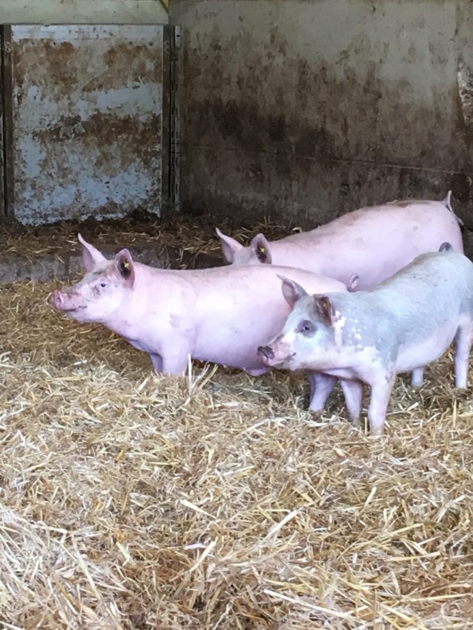 Les cochons de la ferme de Quélordan
