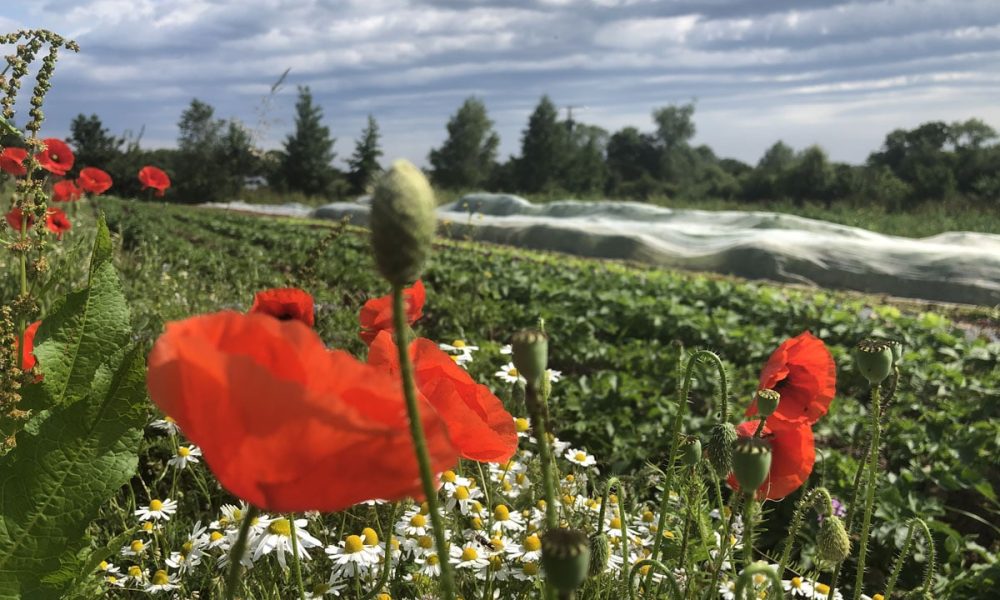 Portes-Ouvertes chez les producteurs : toute l&rsquo;année près de chez toi !