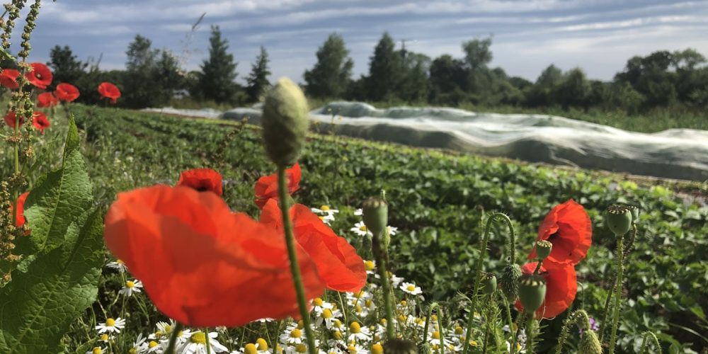 Portes-Ouvertes chez les producteurs : toute l&rsquo;année près de chez toi !