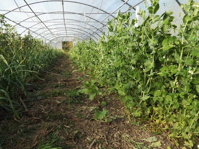 Serres en permaculture