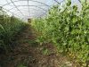 Serres en permaculture