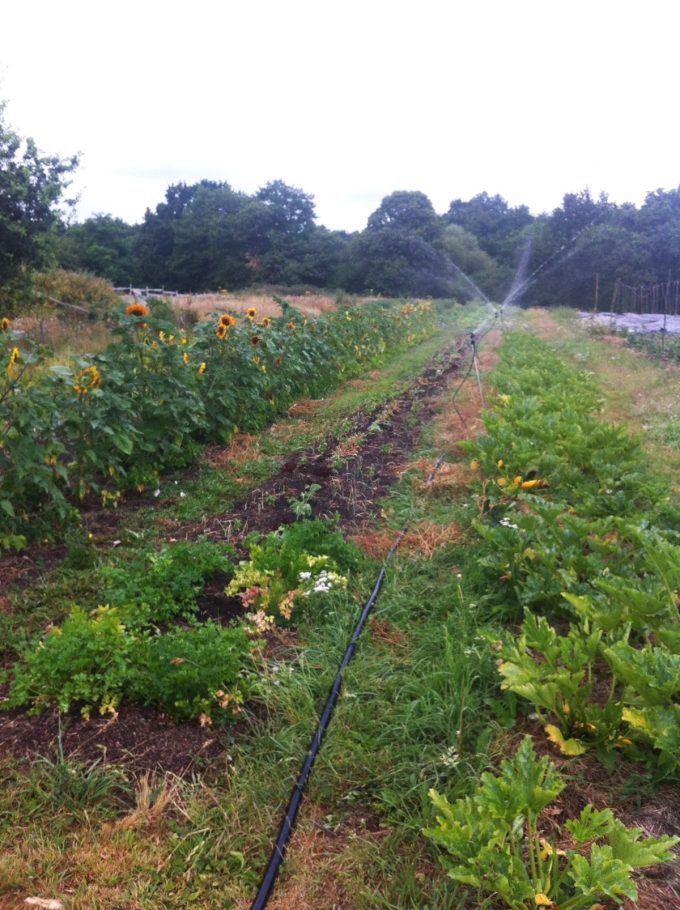 Maraîche en permaculture