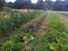 Maraîche en permaculture