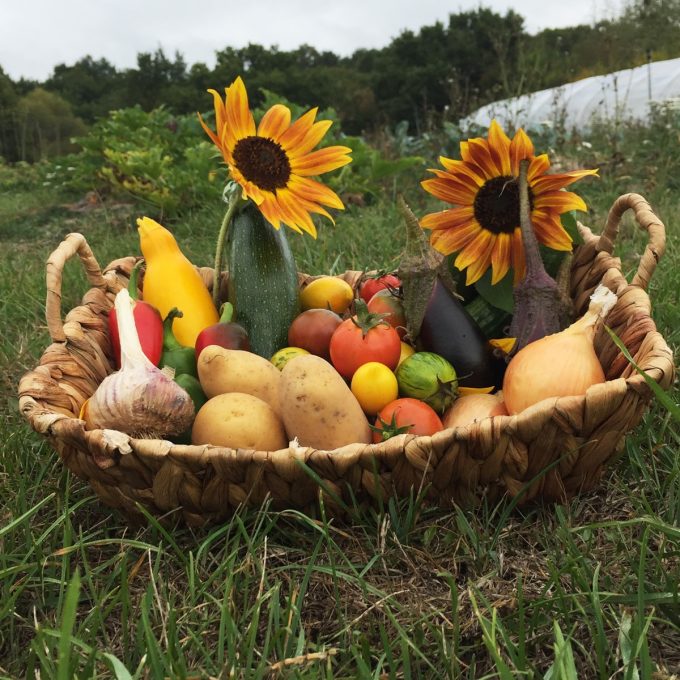 Panier de légumes de saison en permaculture