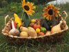 Panier de légumes de saison en permaculture