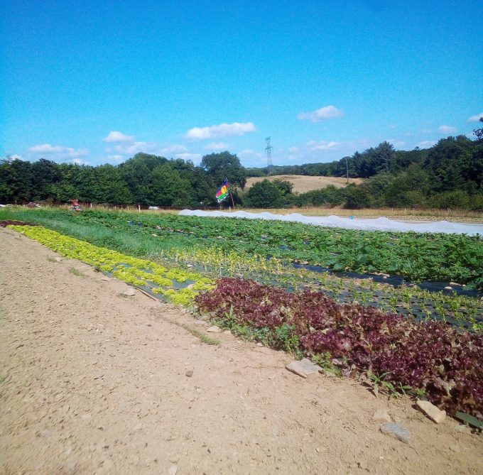 Le Potager de Bodrézal - plein champ