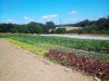 Le Potager de Bodrézal - plein champ