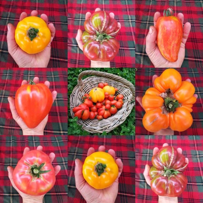 Tomates anciennes