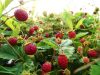 Fraises et petits fruits