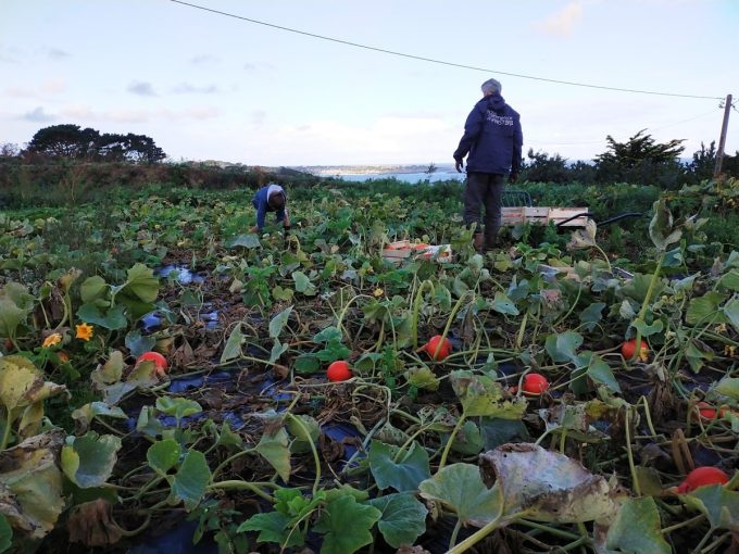 Légumes vue mer