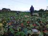 Légumes vue mer