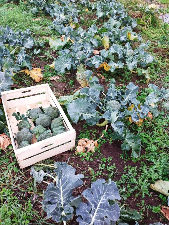 Potager Mezeozorn - brocolis