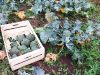 Potager Mezeozorn - brocolis