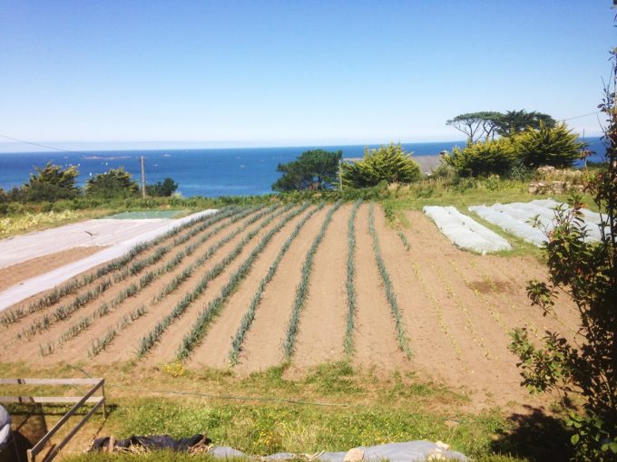 Potager Mezeozorn - plein terre face à la mer