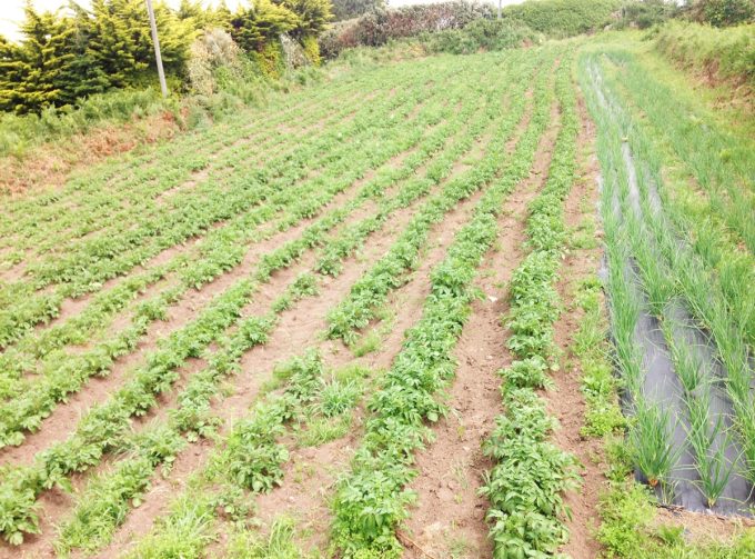 Potager Mezeozorn - ça pousse