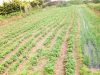 Potager Mezeozorn - ça pousse