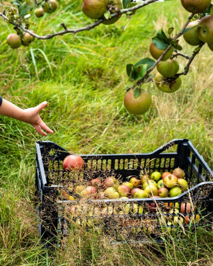 Le Potager de Saint Sauveur - les pommes