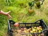 Le Potager de Saint Sauveur - les pommes