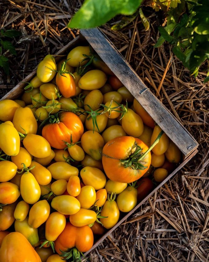 Le Potager de Saint Sauveur - les tomates
