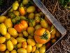 Le Potager de Saint Sauveur - les tomates