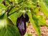 Le Potager de Saint Sauveur - aubergines