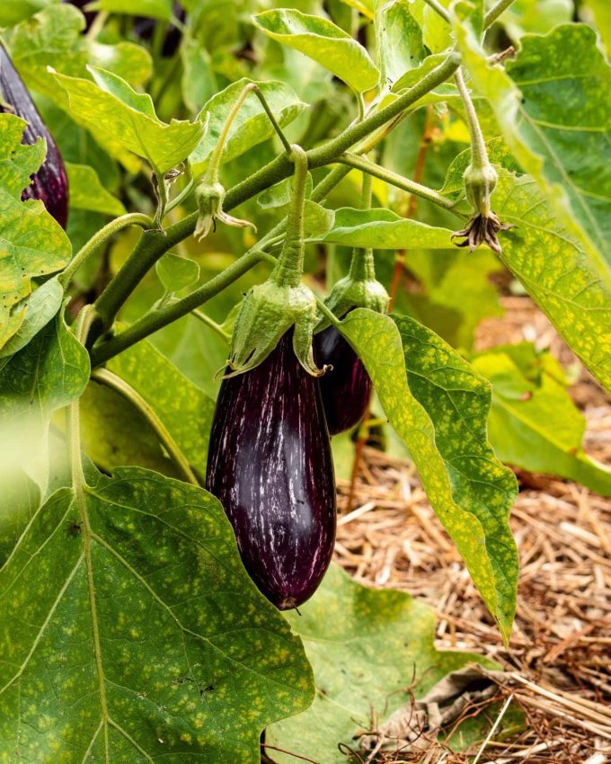Le Potager de Saint Sauveur - aubergines