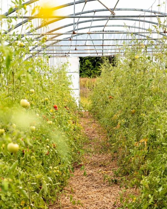 Le Potager de Saint Sauveur - tomates sous serre