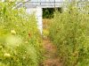 Le Potager de Saint Sauveur - tomates sous serre