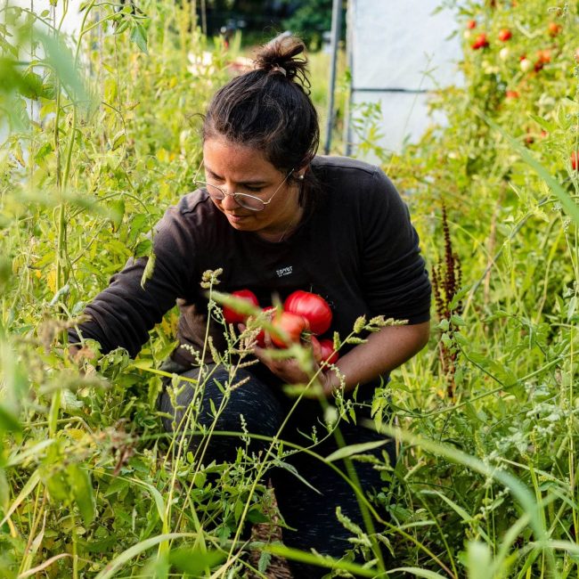 Le Potager de Saint Sauveur