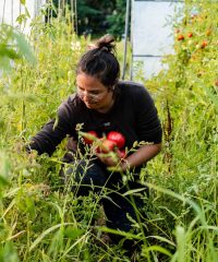 Le Potager de Saint Sauveur