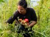 Le Potager de Saint Sauveur