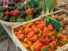 Le Potager de Saint Sauveur - magasin détail à la ferme
