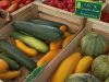 Le Potager de Saint Sauveur - tomates et courgettes