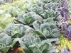 Le Potager de Sophie - choux