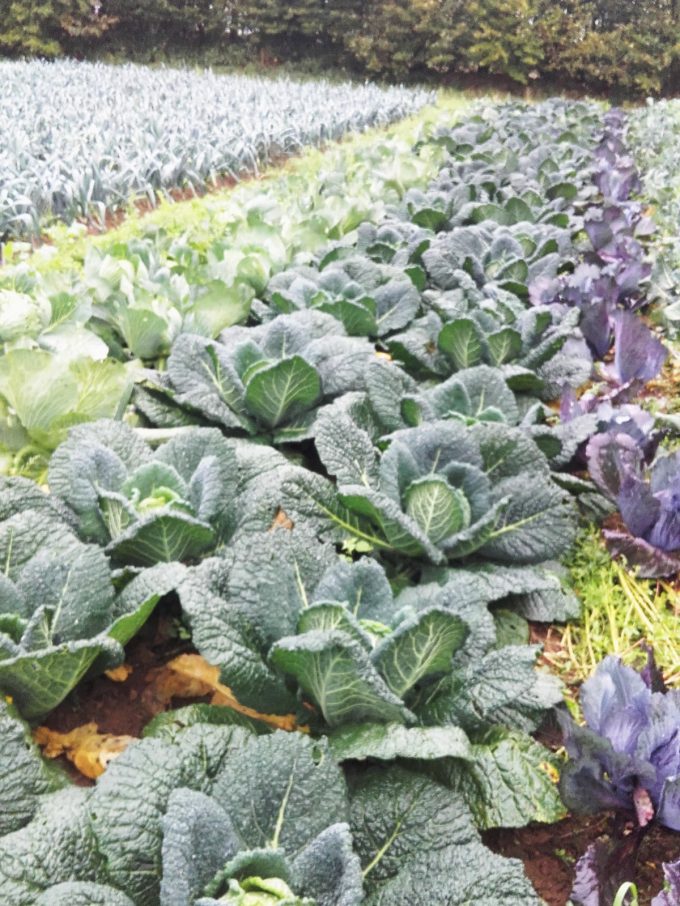 Le Potager de Sophie - choux