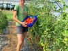 Le Potager de Sophie - cueillette
