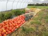 Le Potager de Sophie - citrouilles