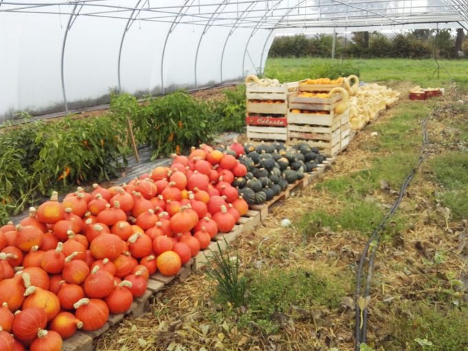 Le Potager de Sophie - citrouilles