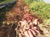 Le Potager de Sophie - sous serre