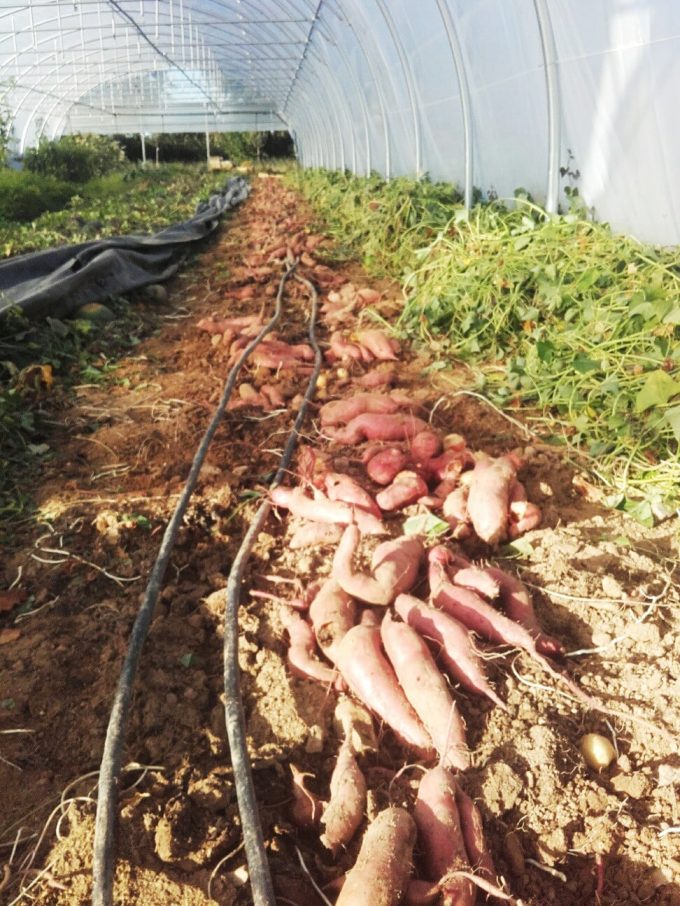 Le Potager de Sophie - sous serre