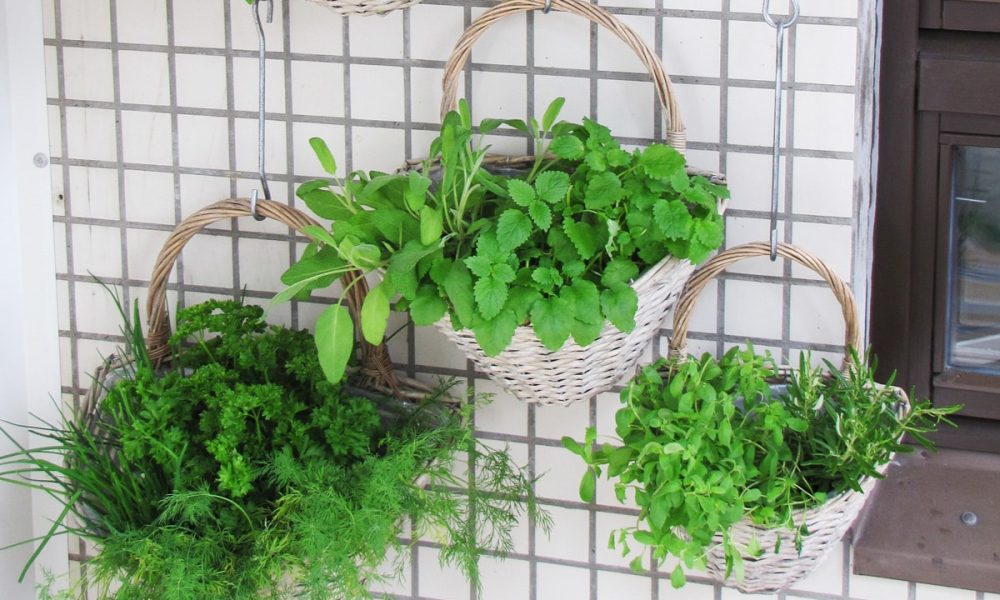 Le potager vertical : la solution pour cultiver des légumes chez soi