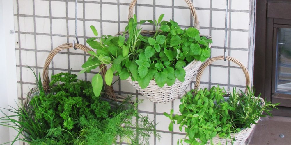 Le potager vertical : la solution pour cultiver des légumes chez soi