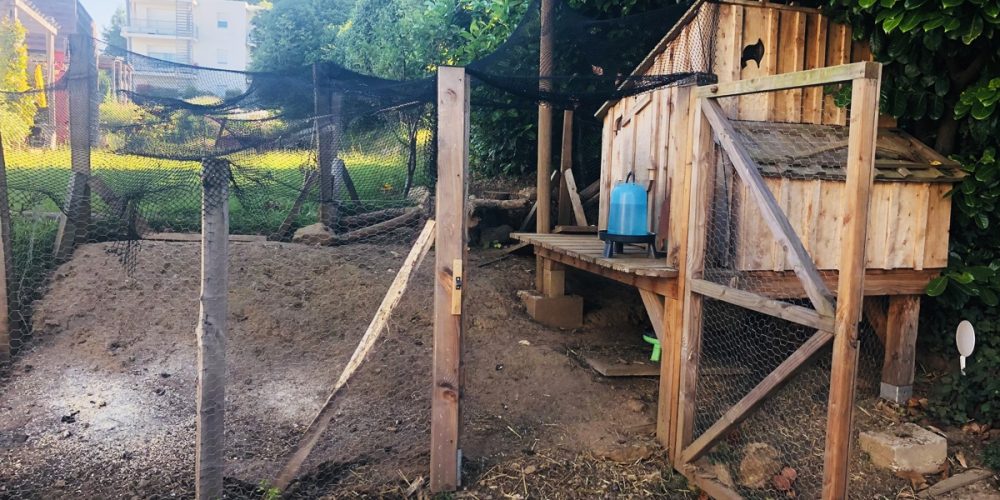 Construire un poulailler : les 5 choses à savoir !