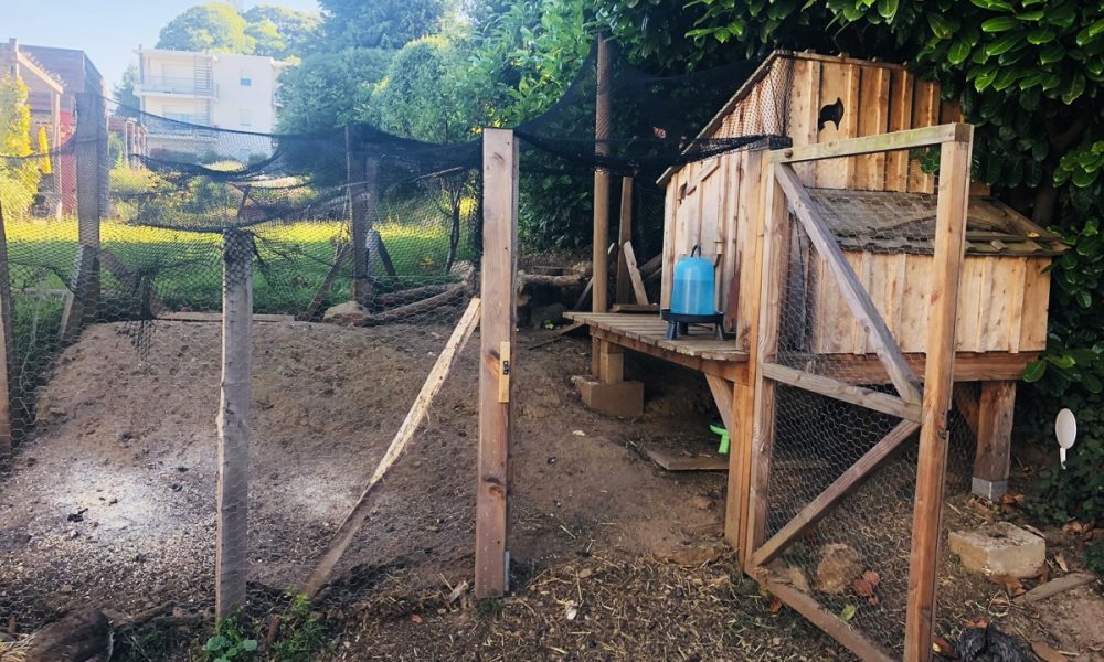 Construire un poulailler : les 5 choses à savoir !