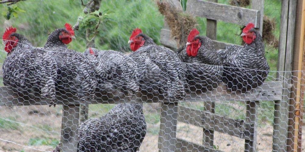 Le Coucou de Rennes : Une poulette 100% bretonne !