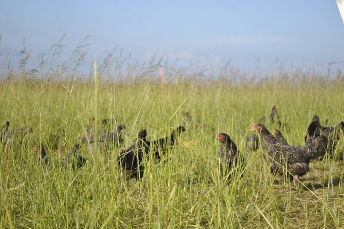 Des poules élevées réellement en extérieur