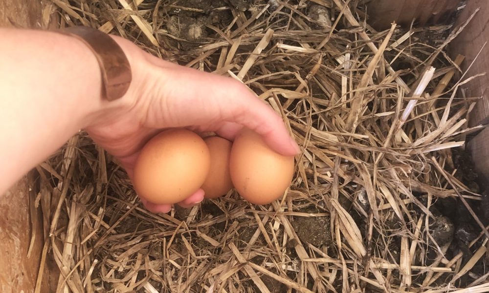 Avoir des poules (et des œufs) : Une formation en ligne pour tout savoir
