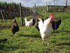 Plusieurs races de poules