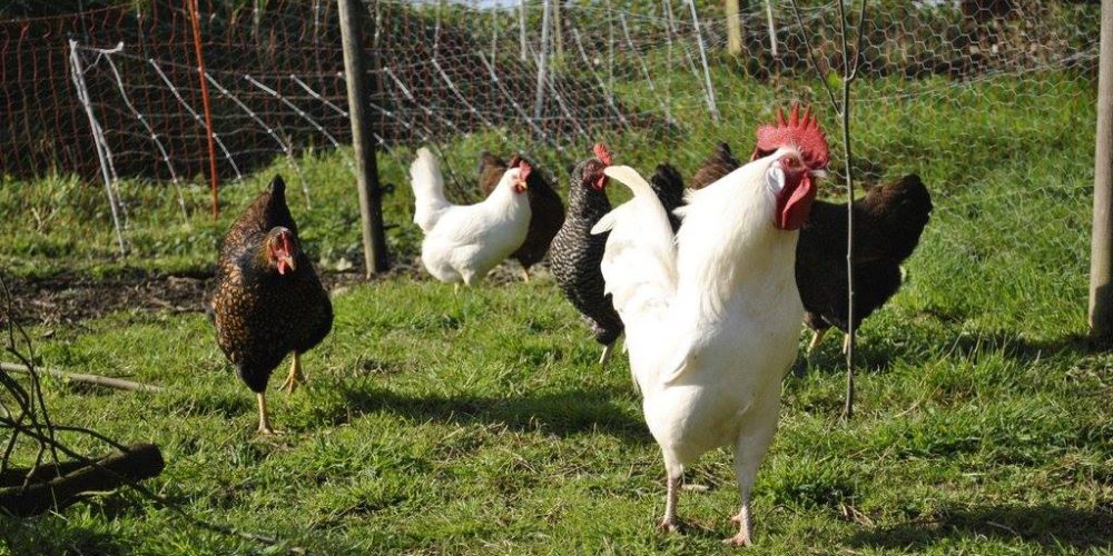 Comment élever des poules chez soi ? [GUIDE]